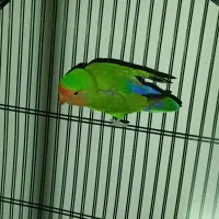 طوطی برزیلی نر|پرنده|اصفهان, دستگرده|دیوار