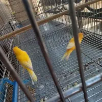 قناری نر پرتغالی|پرنده|تهران, چیتگر شمالی|دیوار