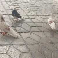 کبوتر