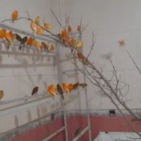 فروش تعدادی قناری رنگی