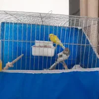 قناری کشیده بلند و کبالت حمال