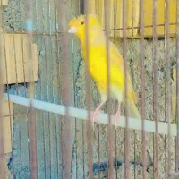 معاوضه با سهره خوب عکس اول نمایشی هست