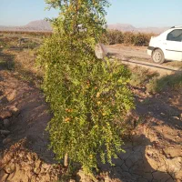 اجاره آپارتمان ۹۰ متری ۲ خوابه همکف در سپاد