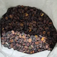 باقلا هفت بند بنفش بزری پور محصول