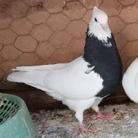 طوقی گم شده