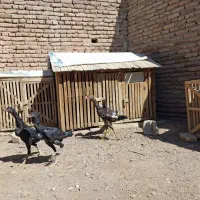 جوجه لاری|حیوانات مزرعه|تبریز, |دیوار