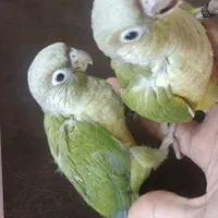 جوجه سرلاکی راهب خورشیدی کوتوله گرینچیک سانچیک|پرنده|تربتحیدریه, یحیی آباد|دیوار