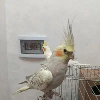 یک جفت عروس هلندی|پرنده|قرچک, میرزائی جنوبی|دیوار