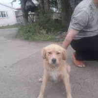 سگ پا کوتاه