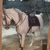 فروش مادیون|اسب و تجهیزات اسبسواری|ساوه, |دیوار