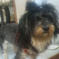 سگ شیتزو تریر ۲ ساله