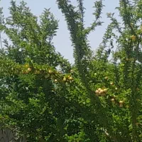 زمین مناسب خانه باغ