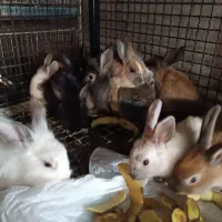 خرگوش|موش و خرگوش|میاندوآب, |دیوار