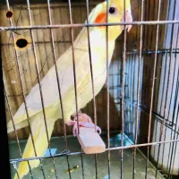 عروس هلندی ، بالغ مولد و جوجه