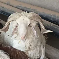 بره .گوسفند