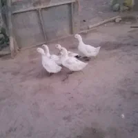 اردک|حیوانات مزرعه|کوهدشت, |دیوار