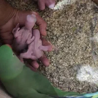 جوجه شاه طوطی|پرنده|اهواز, کوی جواهری|دیوار