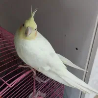 فروش دو عدد نر و ماده عروس پاریس با قفس و اتاق|پرنده|کارون, |دیوار