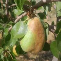 راهنمایی درمورد باغ داری
