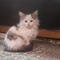 واگذاری گربه ماده دوماهه