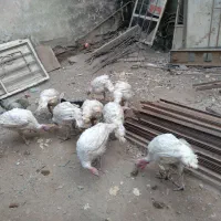 بوقلمون نژاد بیوتی