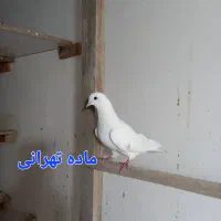 ۲تا ماده تهرانی عالی