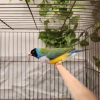 فنچ گلدین|پرنده|کرج, کمالشهر|دیوار