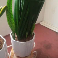 سانسوریا|گل و گیاه طبیعی|کرمان, |دیوار