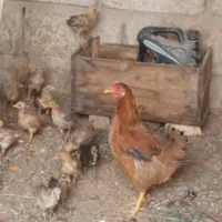 جوجه با مادرشون