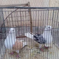 رنگی دوکت زرد سیاه