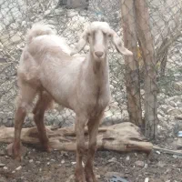 فروش کهره ماده