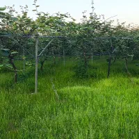 باغ-کیوی-3000-متری-لیسار