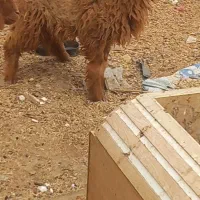 سه راس بره ماده