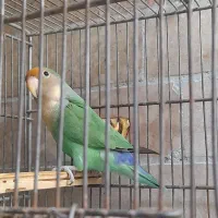 برزیلی|پرنده|کنگاور, |دیوار