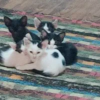 واگذاری بچه گربه