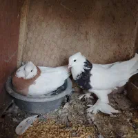 کفتر طوقی پاپر|پرنده|مبارکه, |دیوار