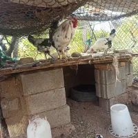 مرغ و خروس گلین