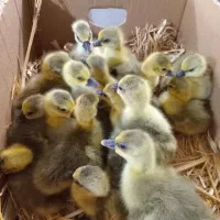 فروش جوجه یکروزه و چند روزه بوقلمون بیوتی۶|حیوانات مزرعه|بابل, |دیوار