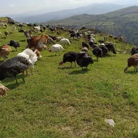 بوقلمون طبیعی