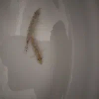 ماهی لوچ پاکستانی