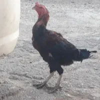 خروس لاری یک ونیم ساله