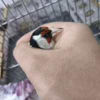 سهره نر بخون