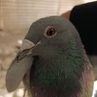 کبوتر آلمانی