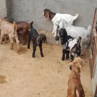 بزو بزغاله فروش