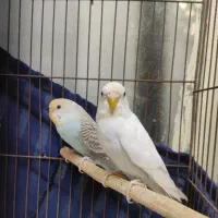یک جفت مرغ عشق