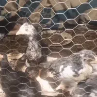 جوجه بزرگ 3ماهه