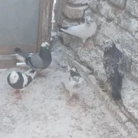 کبوتر تکپر پرشی