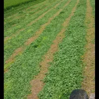 یونجه بسته خردشده درجه یک بشرط