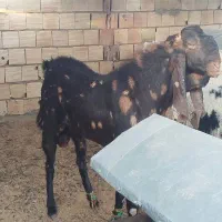 بزمری|حیوانات مزرعه|زاهدان, |دیوار