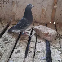 کفتر مسافتی